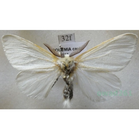 Leucoma salicis (Linnaeus, 1758) male Białka wierzbówka Czech32f